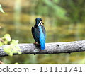 Kingfisher 3 perched on a branch in front of me 131131741