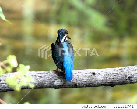 Kingfisher 3 perched on a branch in front of me 131131741