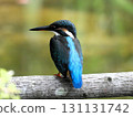 Kingfisher 2 perched on a branch in front of me 131131742