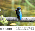 A kingfisher perched on a branch in front of me 131131743