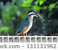 Kingfisher on the drain fence 131131962
