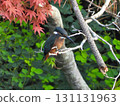 Kingfisher in front of red maple leaves 131131963