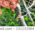 Kingfisher in front of red maple leaves 2 131131964