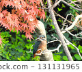 Kingfisher in front of red maple leaves 3 131131965