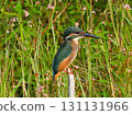 A kingfisher perched on a dead branch in front of a patch of grass 131131966