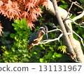 Kingfisher in front of red maple leaves 4 131131967