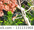 Kingfisher in front of red maple 5 131131968