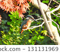 Close-up of a kingfisher in front of a red maple tree 131131969