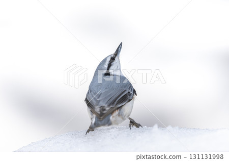 Shirohara Goju札幌市 131131998