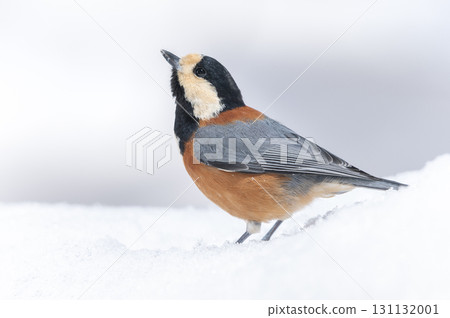 Sapporora市 131132001