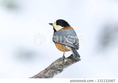 Sapporora City 131132007