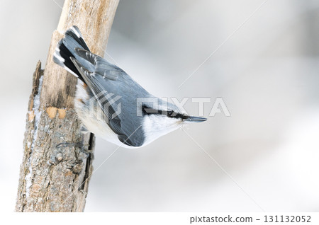 Shirohara Goju札幌市 131132052