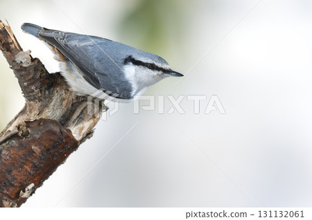 Shirohara Goju札幌市 131132061