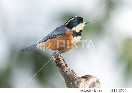 Sapporora市 Sapporora市 131132063