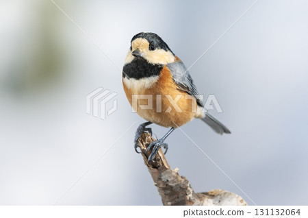 Sapporora市 Sapporora市 131132064