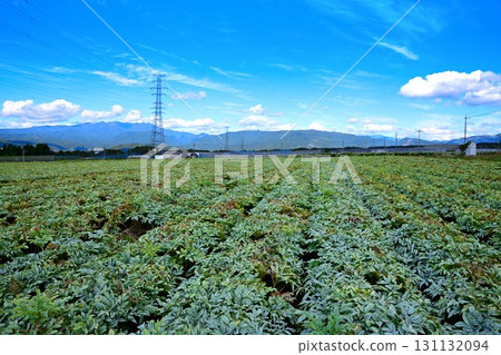 Konjac fields with a view of the Oze mountain range. Highland vegetables. Akagi Plateau. Showa Village. 131132094