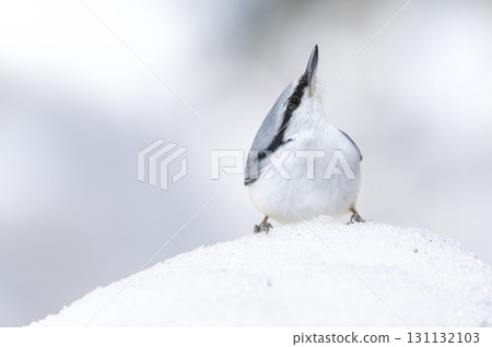 Shirohara Goju札幌市 131132103