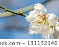 Blue sky and white plum blossoms 131132146
