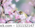The song of a white-eye resting on a Kawazu cherry tree 131132147