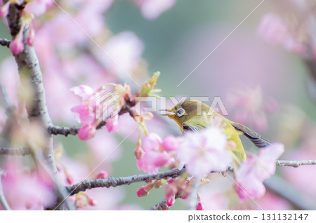 The song of a white-eye resting on a Kawazu cherry tree 131132147