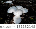 White mushrooms illuminated by sunlight filtering through the trees in the forest 131132148