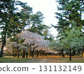 夕陽映照下的敷島公園櫻花 131132149