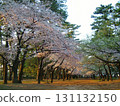 夕陽映照下的敷島公園櫻花 131132150