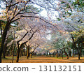 夕陽映照下的敷島公園櫻花 131132151