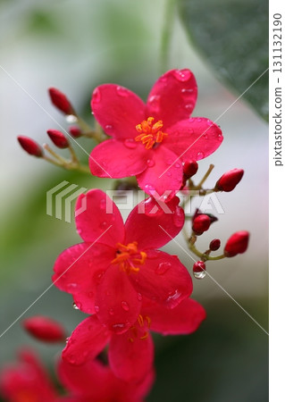 南洋杉花和雨滴 南洋杉花和雨滴 131132190
