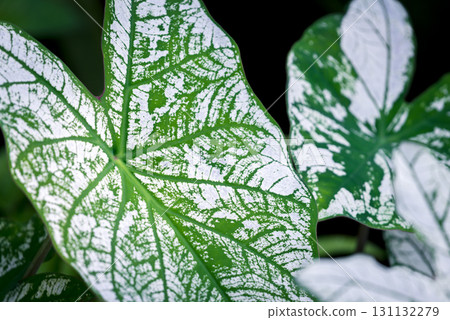Greenery background of nature plant and leaf Greenery background of nature plant and leaf 131132279