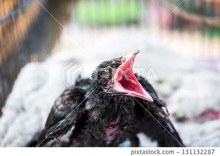 Bird (Asian koel) baby bird or chick nature wild 131132287