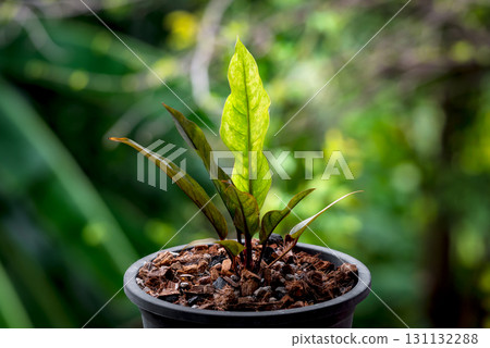 Greenery background nature plant leaf (Anthurium) 131132288