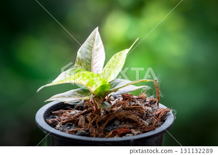 Greenery background nature plant leaf (Anthurium) 131132289