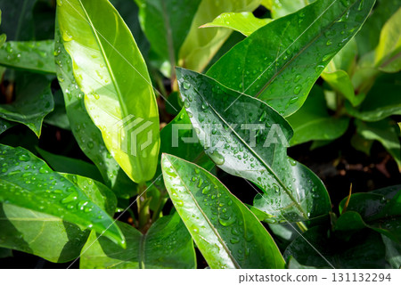 Greenery background of nature plant and leaf Greenery background of nature plant and leaf 131132294