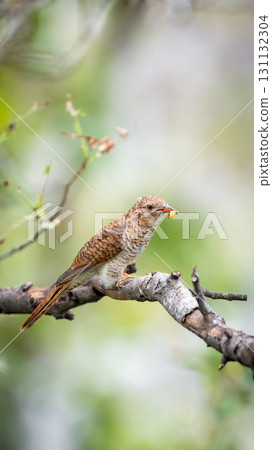 Bird (Plaintive Cuckoo) in a nature wild 131132304
