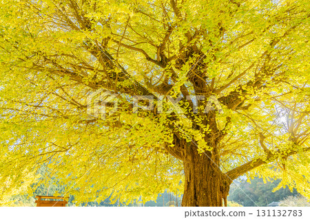 The large ginkgo tree at the former Hobara Elementary School in Minamiise Town, Mie Prefecture, shines golden. The large ginkgo tree at the former Hobara Elementary School in Minamiise Town, Mie Prefecture, shines golden. 131132783