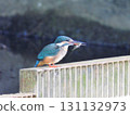 A kingfisher on a fence with a small shrimp in its mouth 131132973