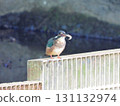 Kingfisher 2 on a fence with a shrimp in its mouth 131132974