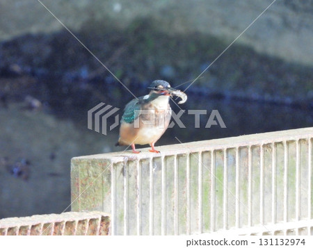 Kingfisher 2 on a fence with a shrimp in its mouth 131132974