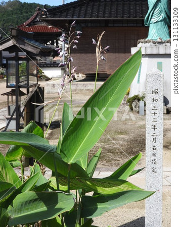 盛夏盛開的大葉水花 131133109