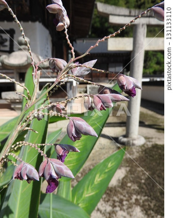 水花盛開於盛夏 131133110