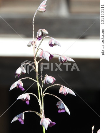 Mizukanna blooms in midsummer Mizukanna blooms in midsummer 131133111