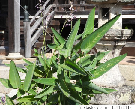 盛夏盛開的大葉水花 131133112