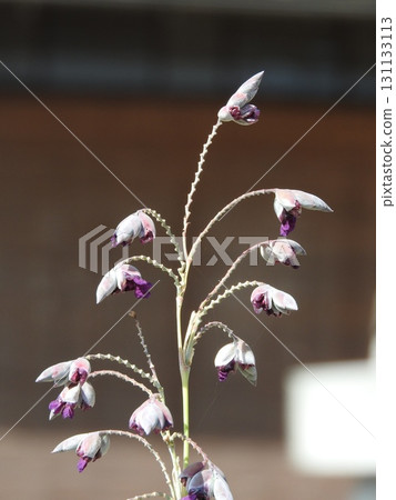 Mizukanna blooms in midsummer 131133113