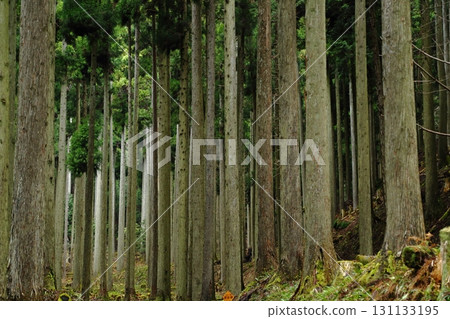 Cedar forest 131133195