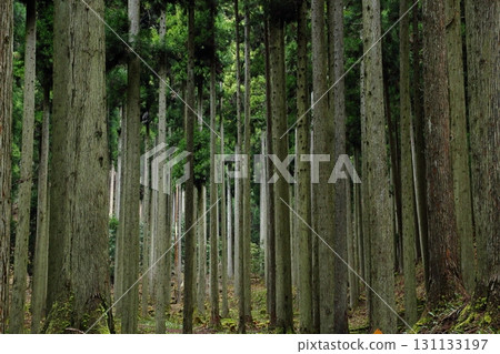 Cedar forest Cedar forest 131133197