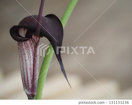 浦島草黑褐色苞片 浦島草黑褐色苞片 131133236