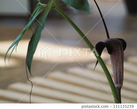 浦島草黑褐色苞片 浦島草黑褐色苞片 131133239
