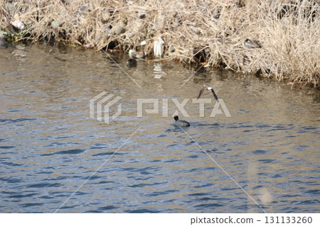 Teal and coot 131133260