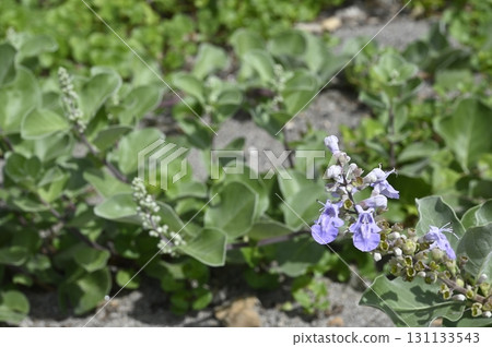 Hamago flowers blooming on the coast Hamago flowers blooming on the coast 131133543